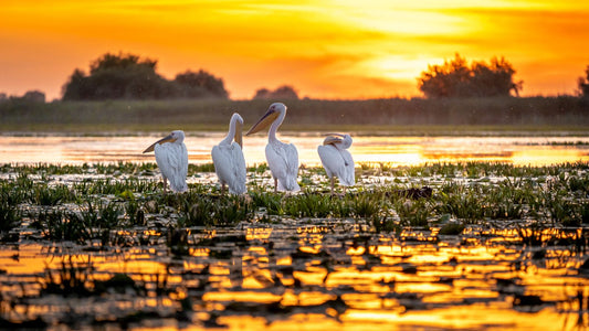 Pelicani in Delta Dunării, România